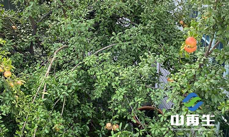 生活垃圾作為人類社會發(fā)展必然的產(chǎn)物，具有哪些特性